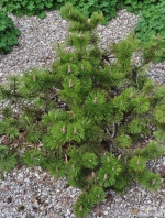 Pinus mugo 'Frisby' -- Zwerg-Bergkiefer